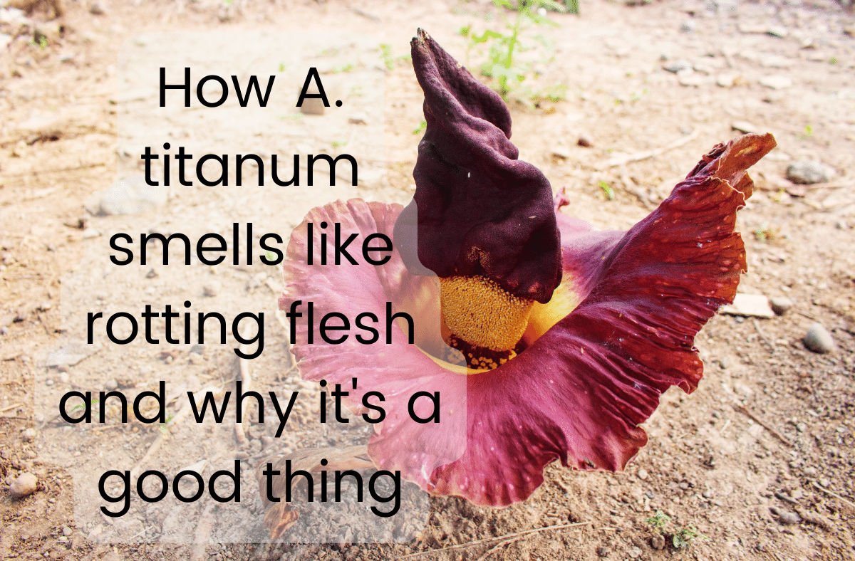 How A titanum smells like rotting flesh and why it's a good thing