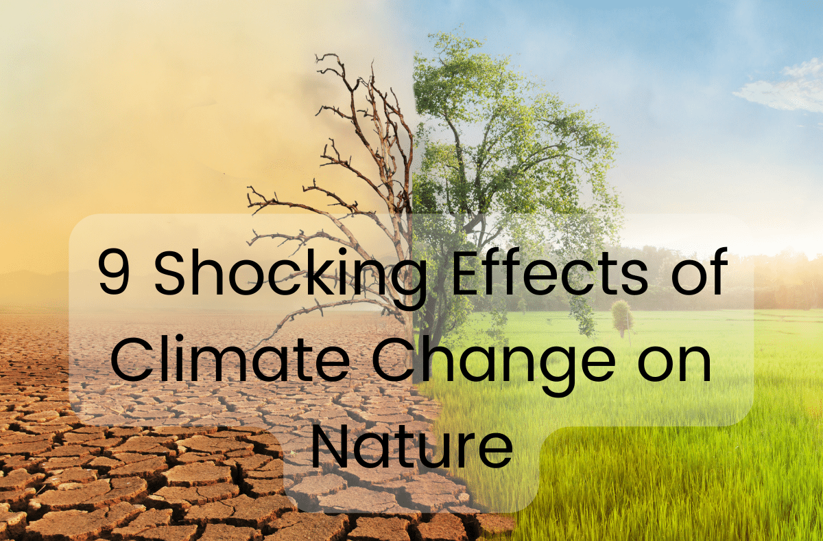 9 Shocking Effects of Climate Change on Nature