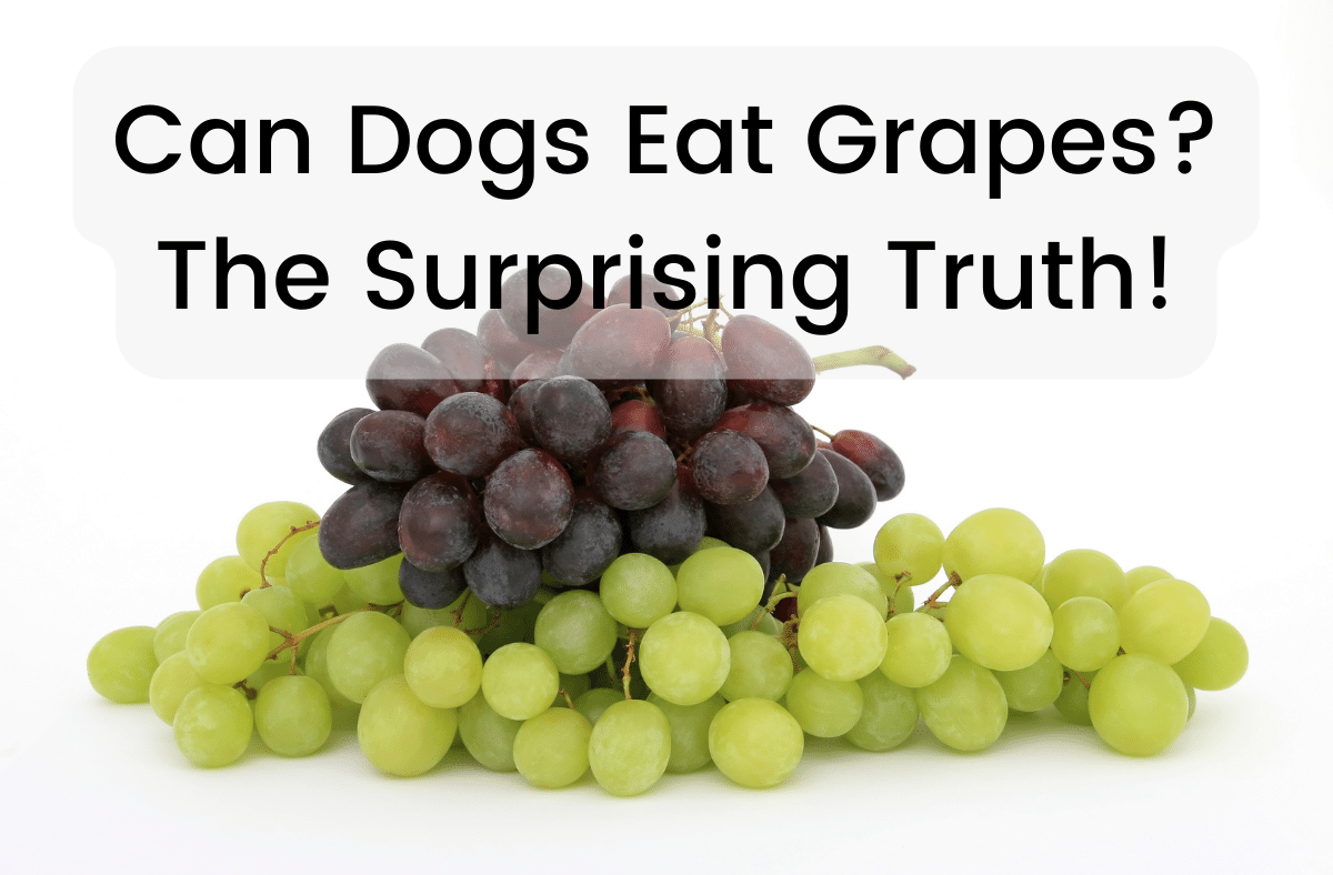 Can Dogs Eat Grapes The Surprising Truth!