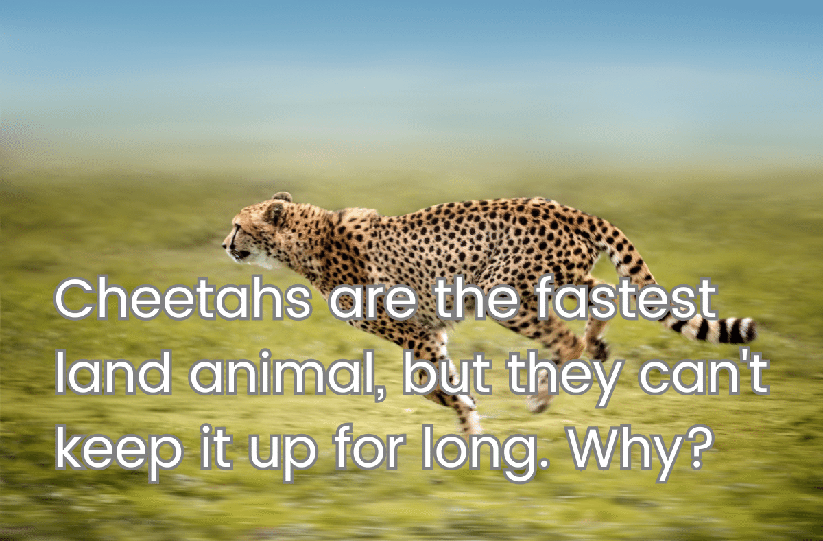 Cheetahs are the fastest land animal but they can't keep it up for long Why