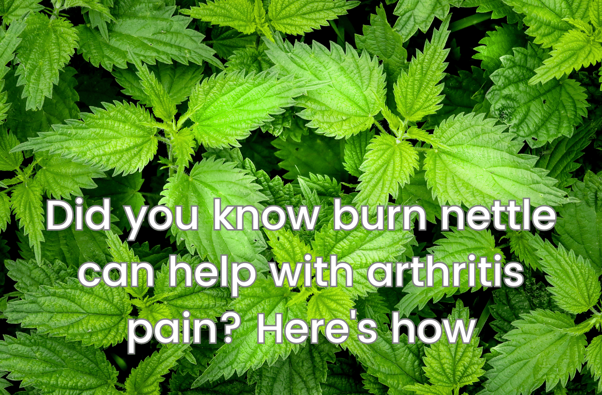 Did you know burn nettle can help with arthritis pain Here's how