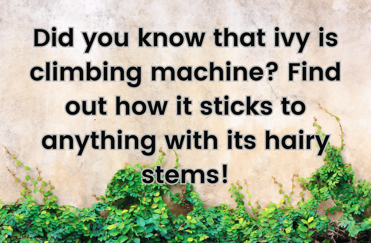 Did you know that ivy is climbing machine Find out how it sticks to anything with its hairy stems!