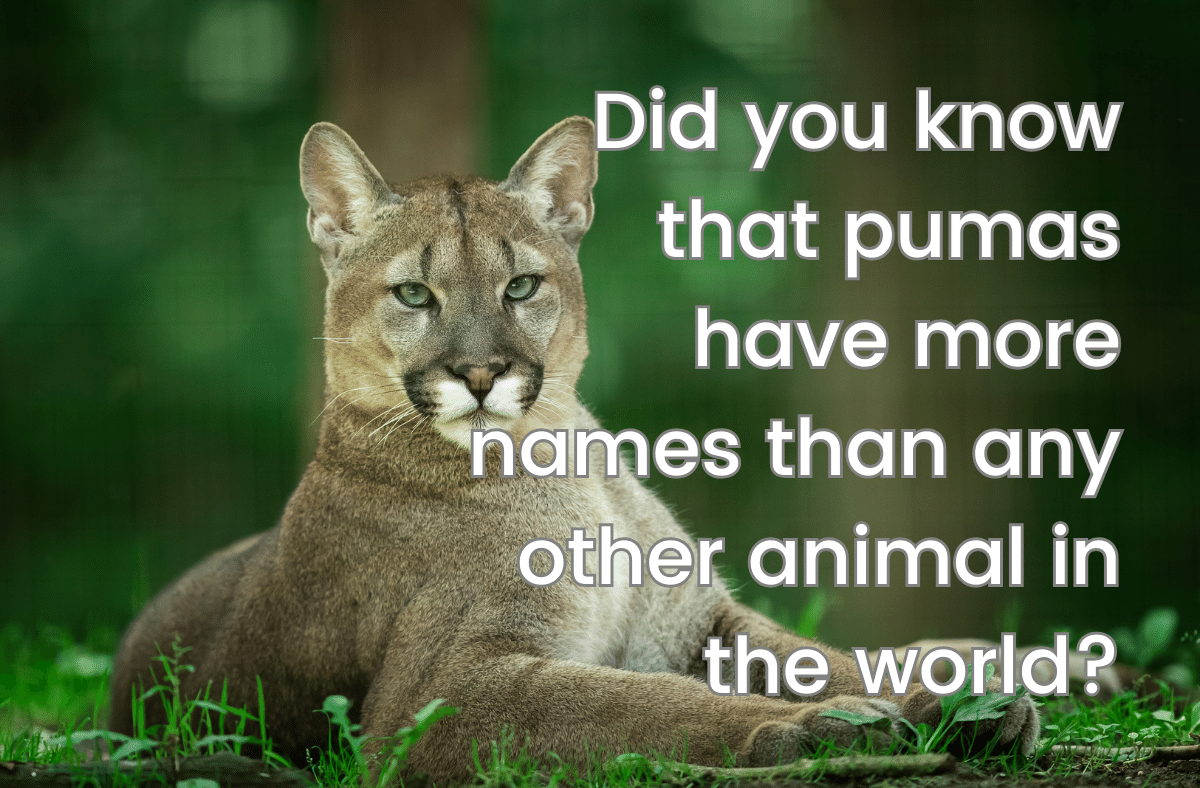Did you know that pumas have more names than any other animal in the world