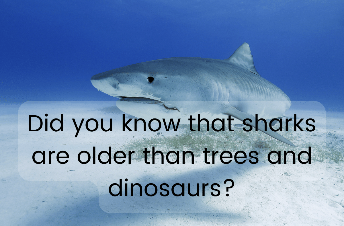 Did you know that sharks are older than trees and dinosaurs