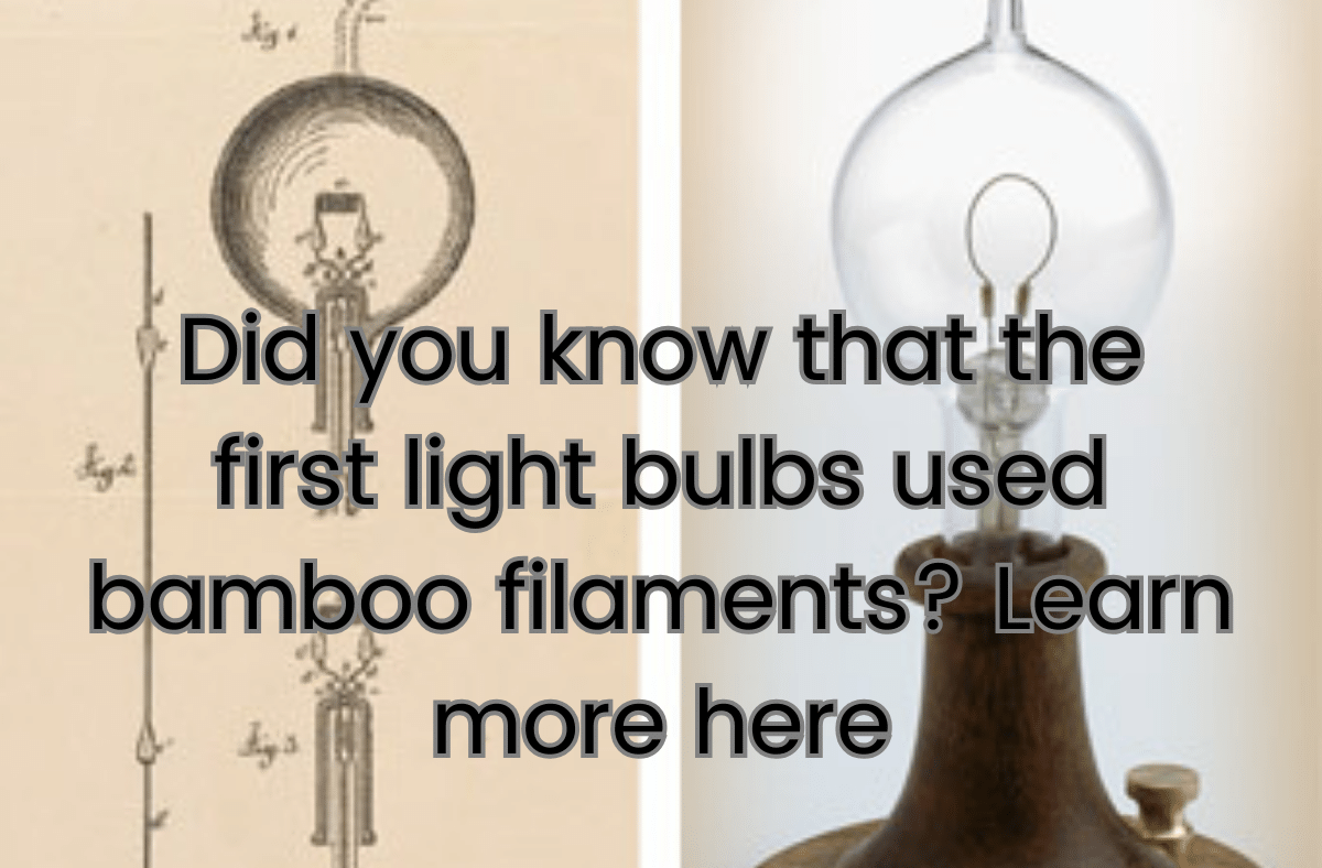 Did you know that the first light bulbs used bamboo filaments Learn more here