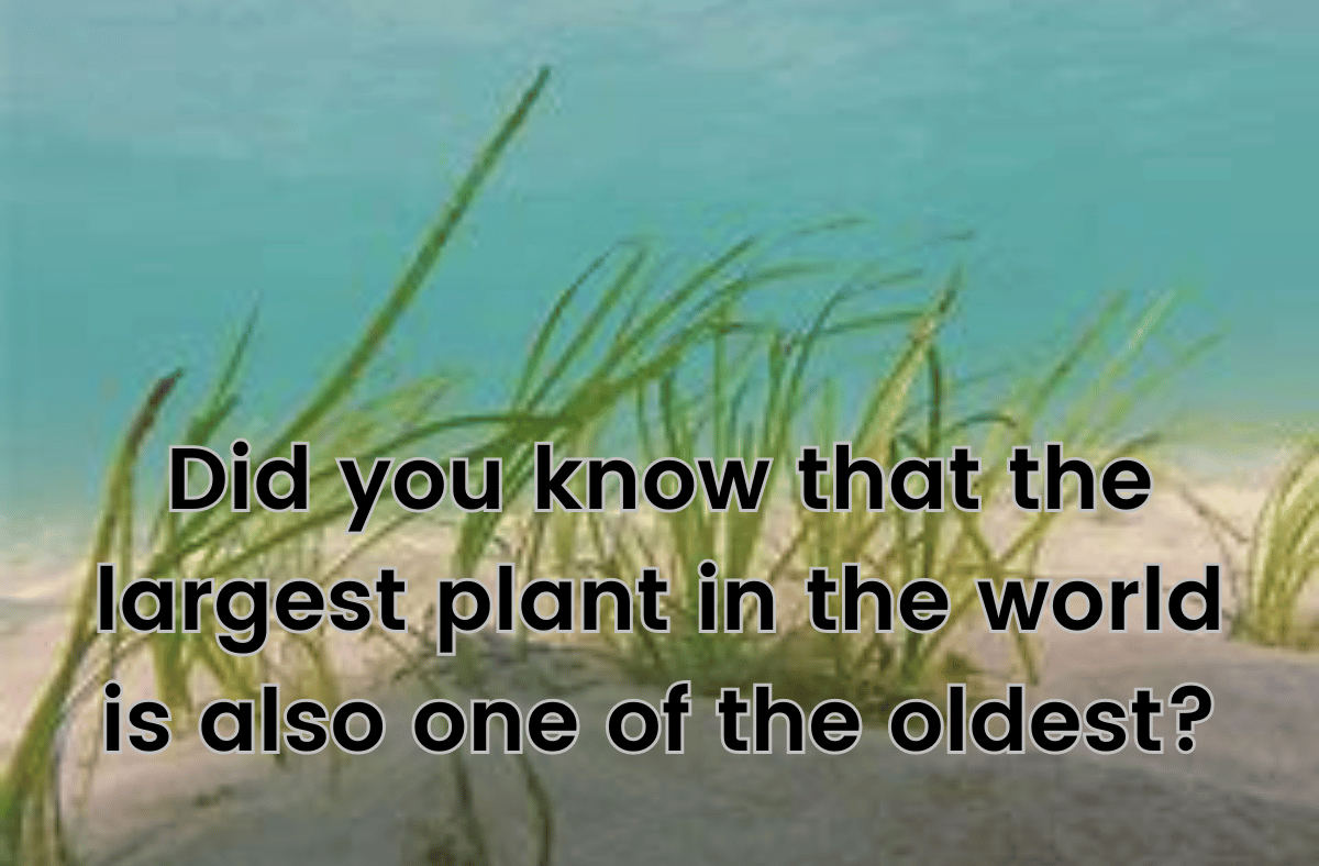 Did you know that the largest plant in the world is also one of the oldest