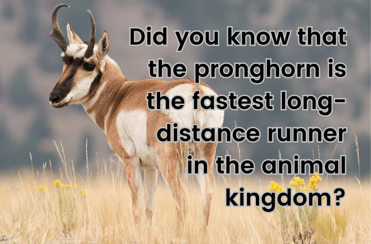 Did you know that the pronghorn is the fastest long distance runner in the animal kingdom