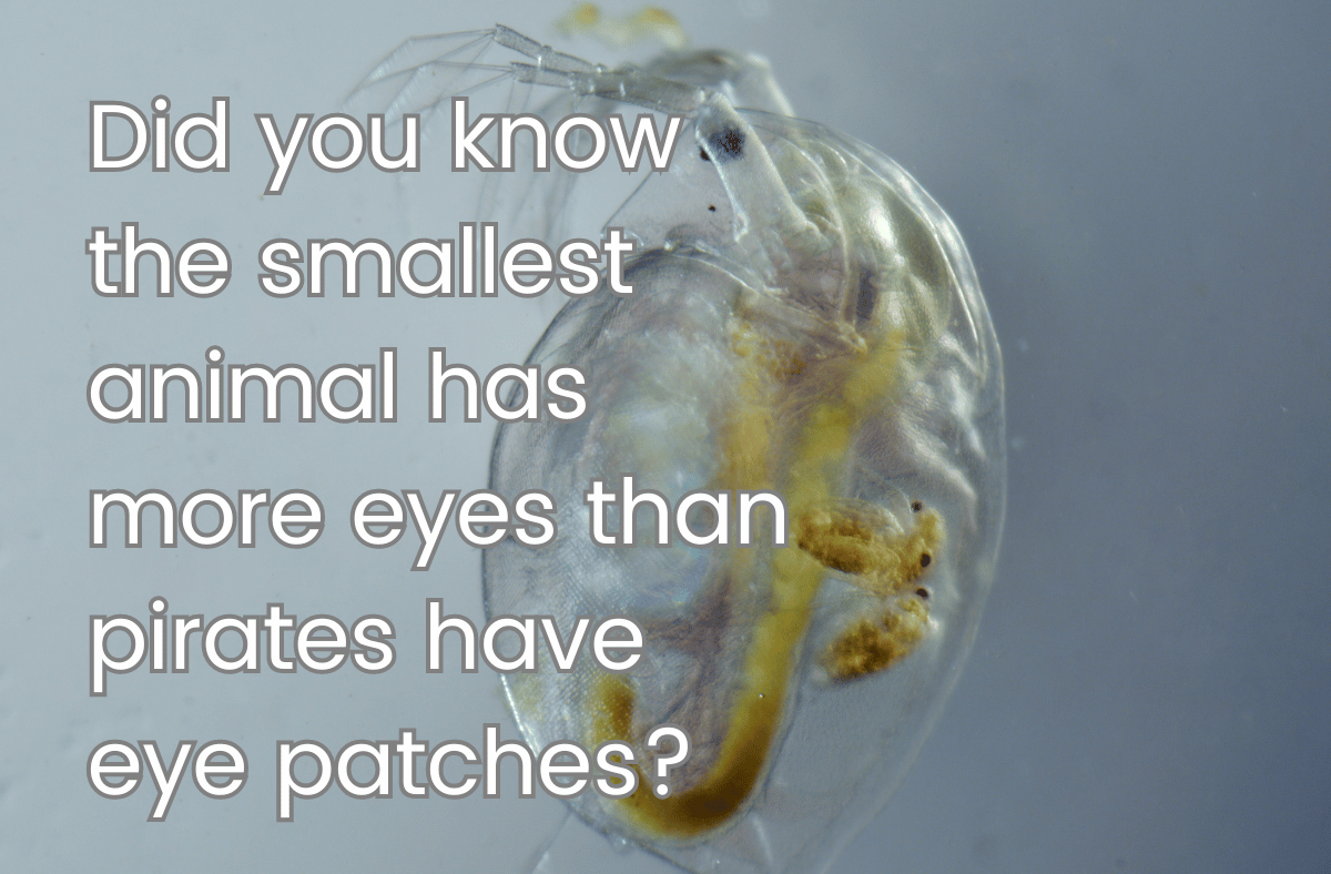 Did you know the smallest animal has more eyes than pirates have eye patches