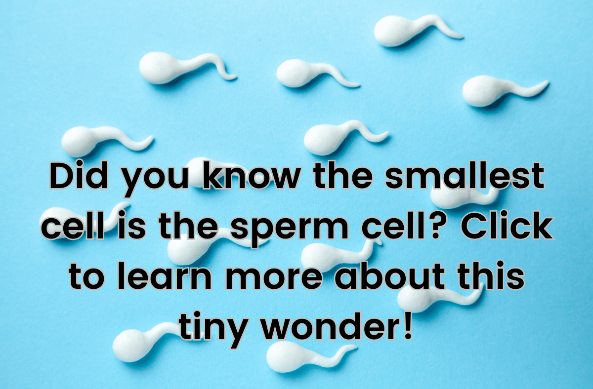Did you know the smallest cell is the sperm cell Click to learn more about this tiny wonder!