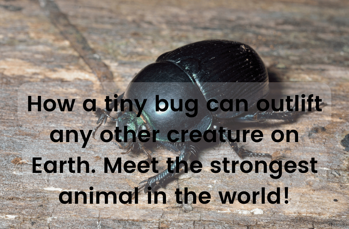 How a tiny bug can outlift any other creature on Earth Meet the strongest animal in the world!