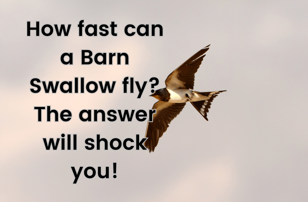 How fast can a Barn Swallow fly The answer will shock you!