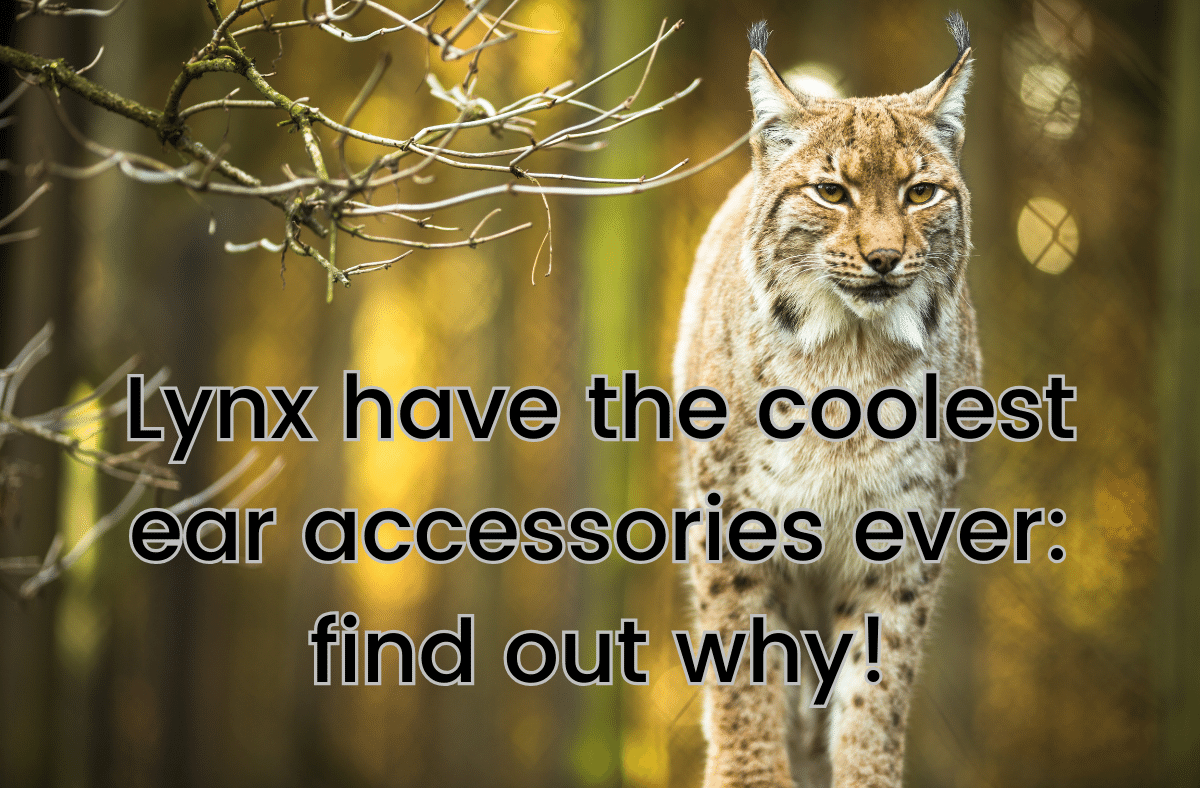 Lynx have the coolest ear accessories ever find out why!