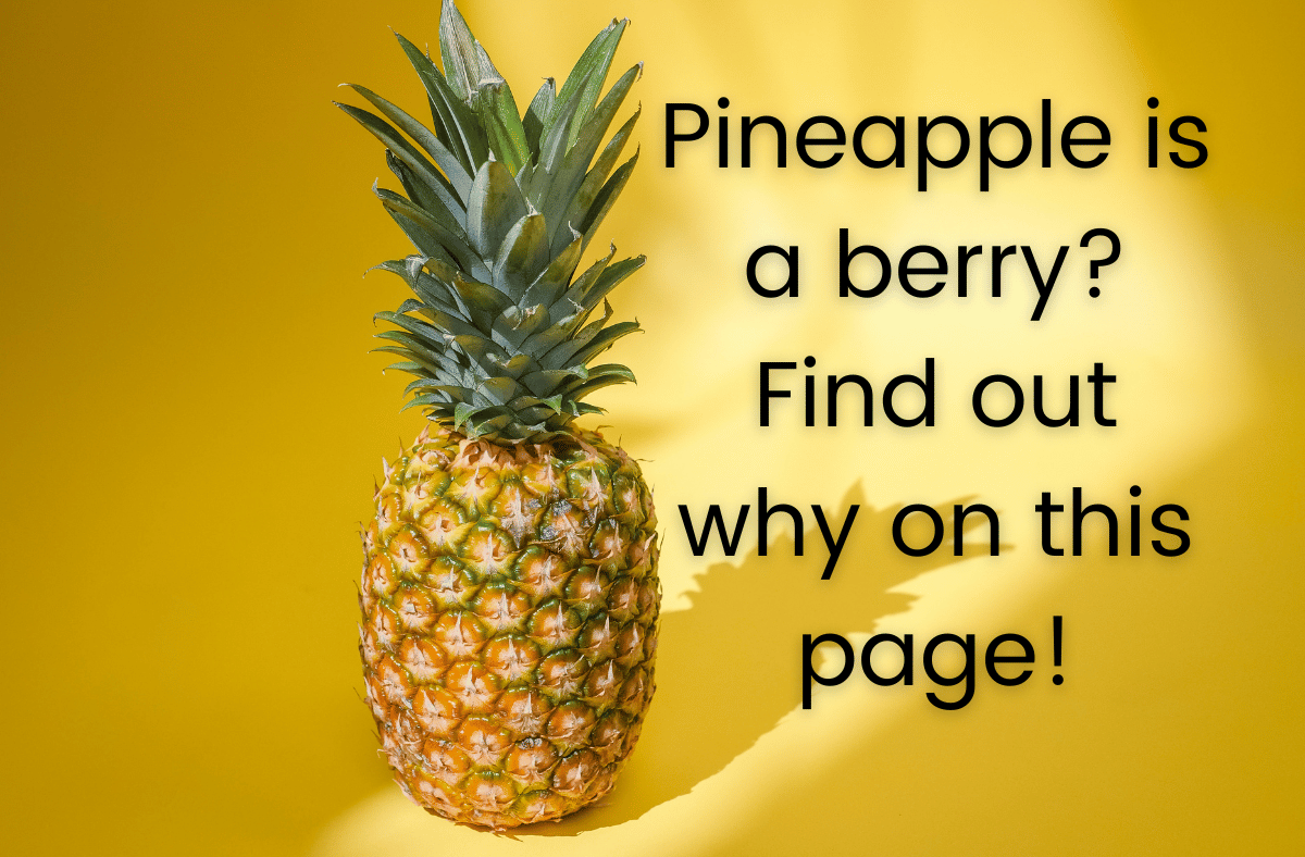 Pineapple is a berry Find out why on this page!