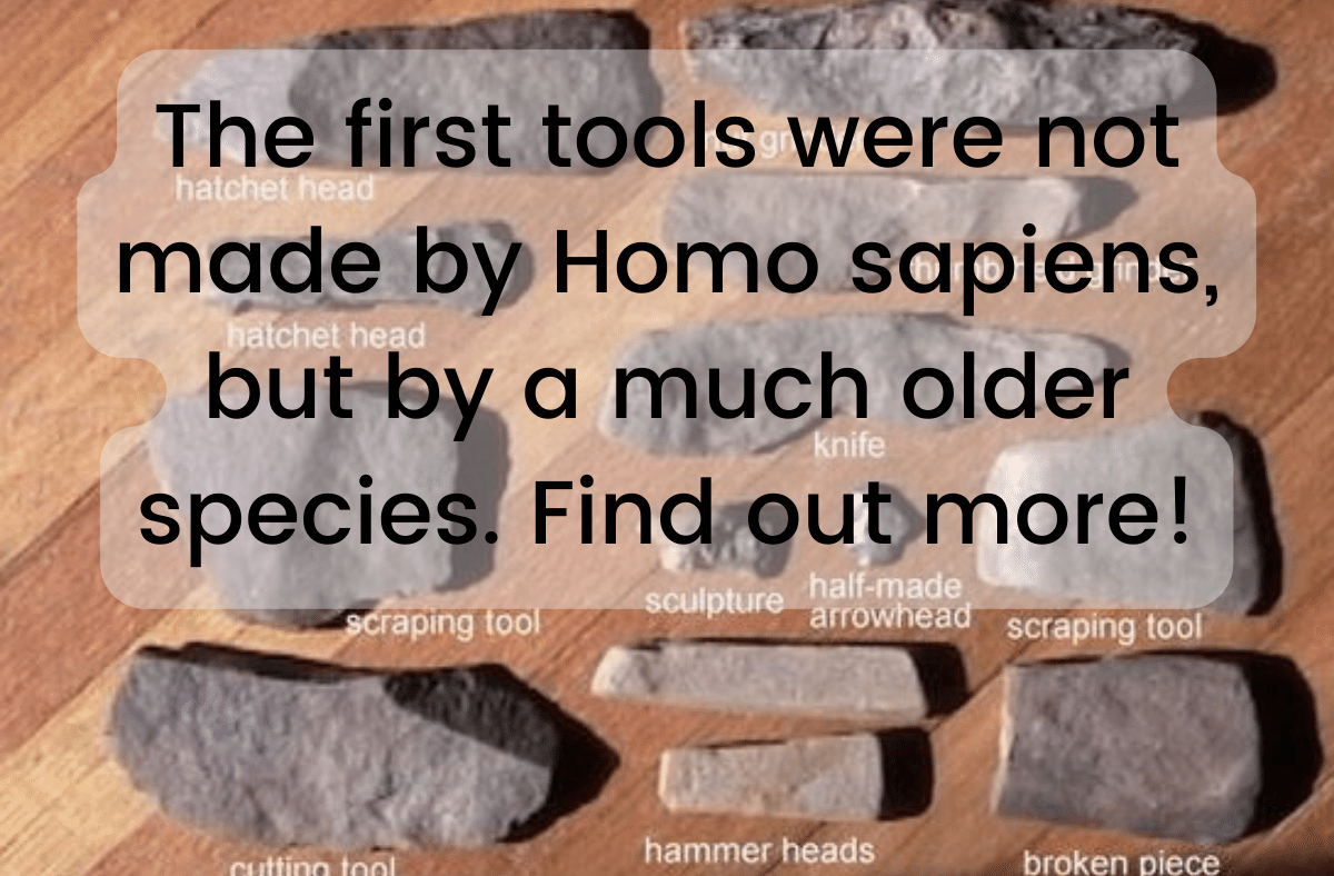 The first tools were not made by Homo sapiens but by a much older species Find out more!