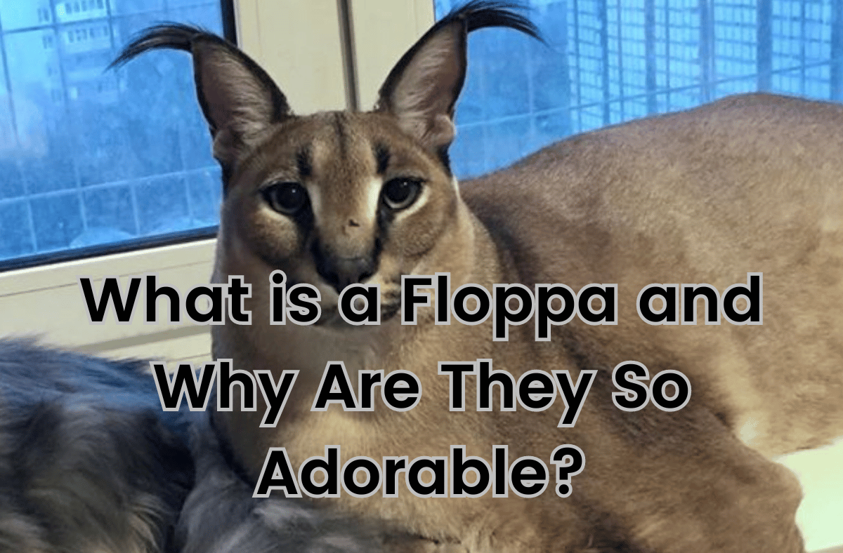 What is a Floppa and Why Are They So Adorable