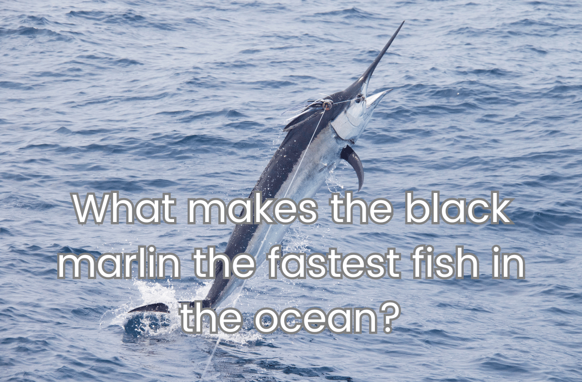 What makes the black marlin the fastest fish in the ocean