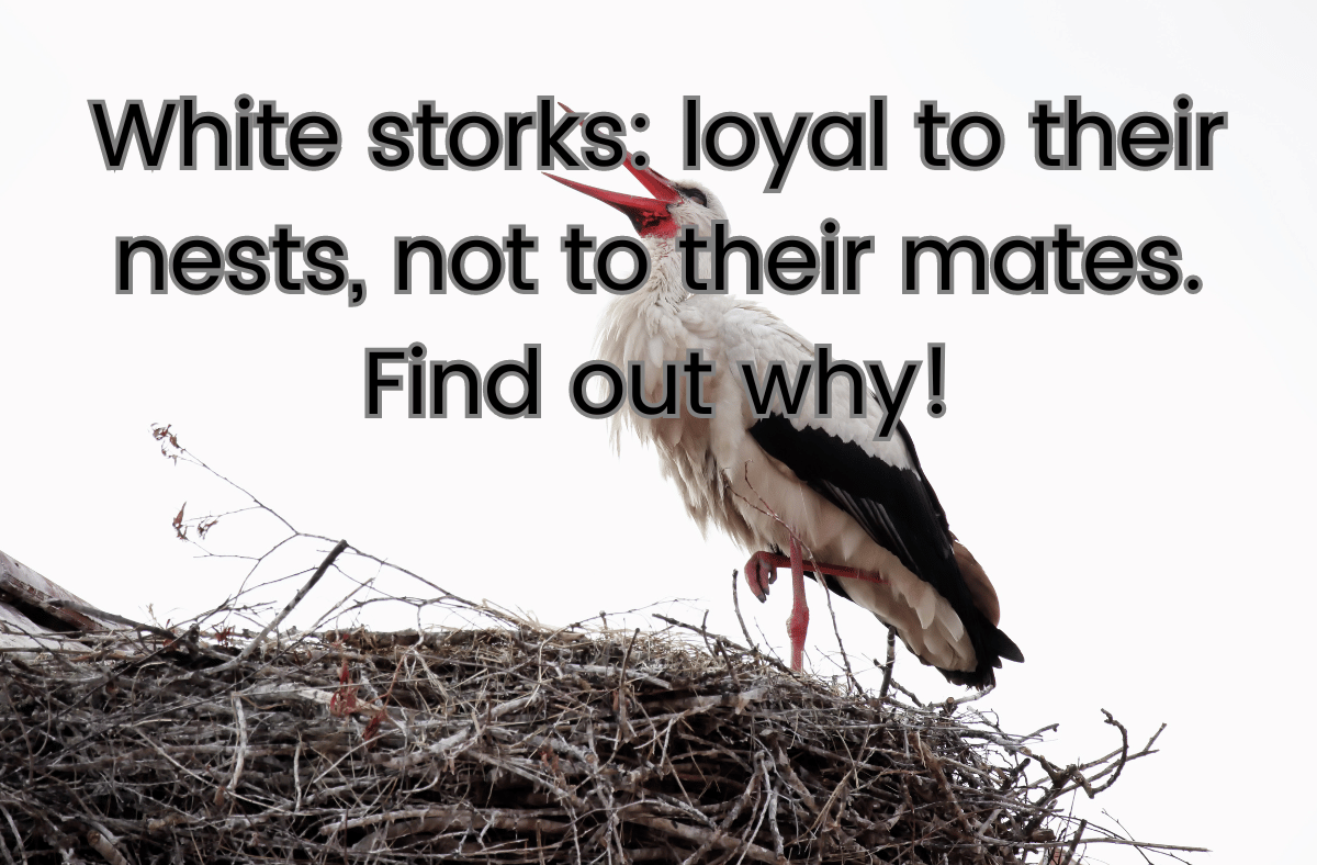 White storks loyal to their nests not to their mates Find out why!