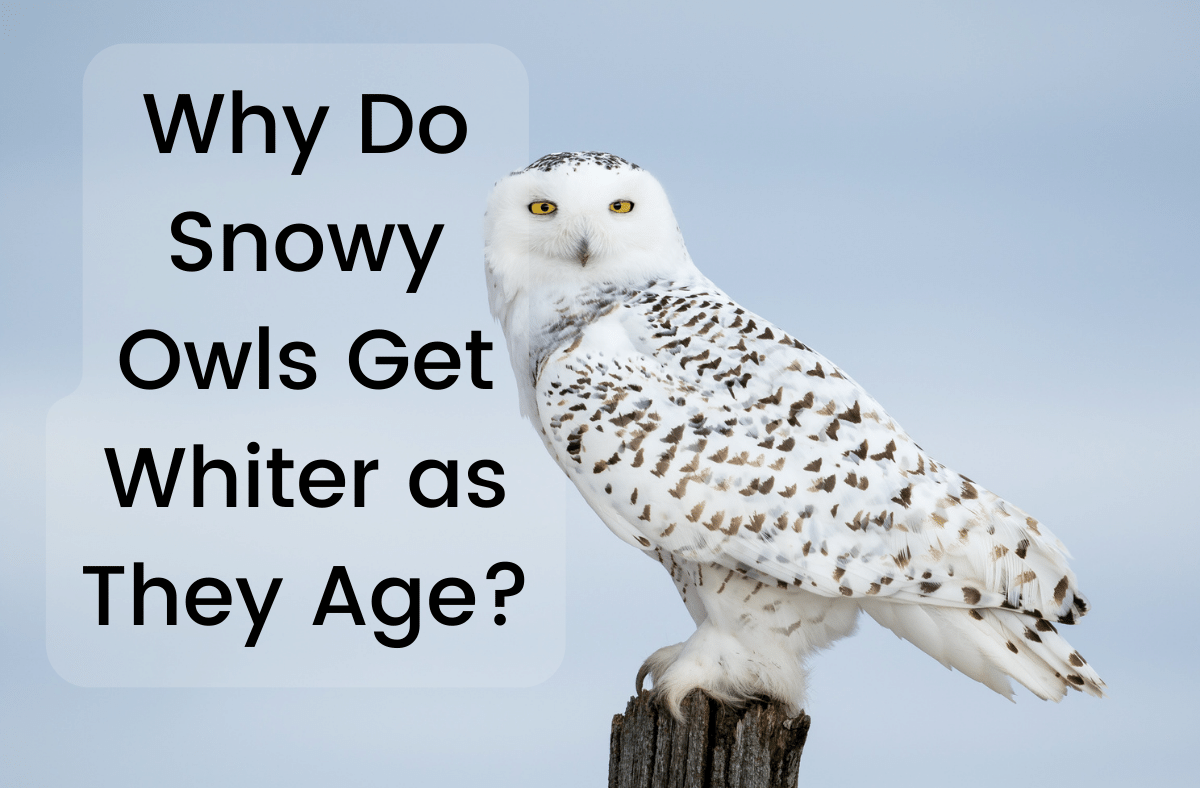 Why Do Snowy Owls Get Whiter as They Age