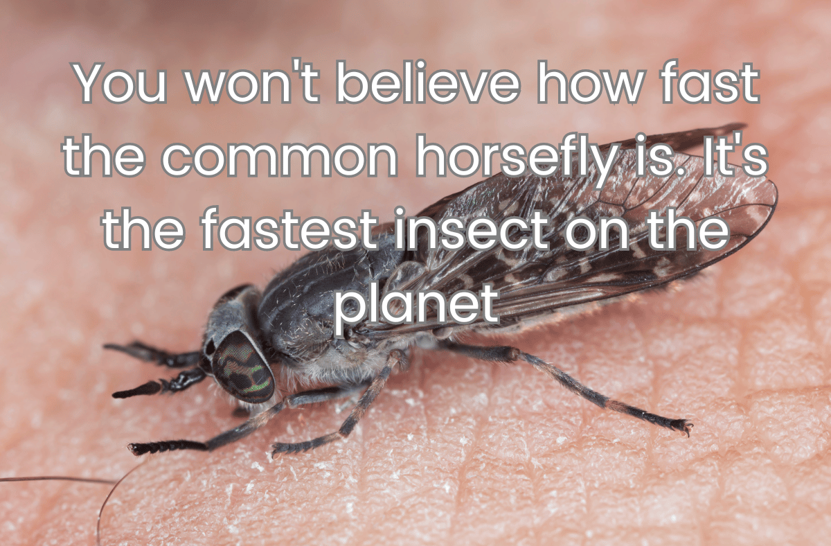 You won't believe how fast the common horsefly is It's the fastest insect on the planet
