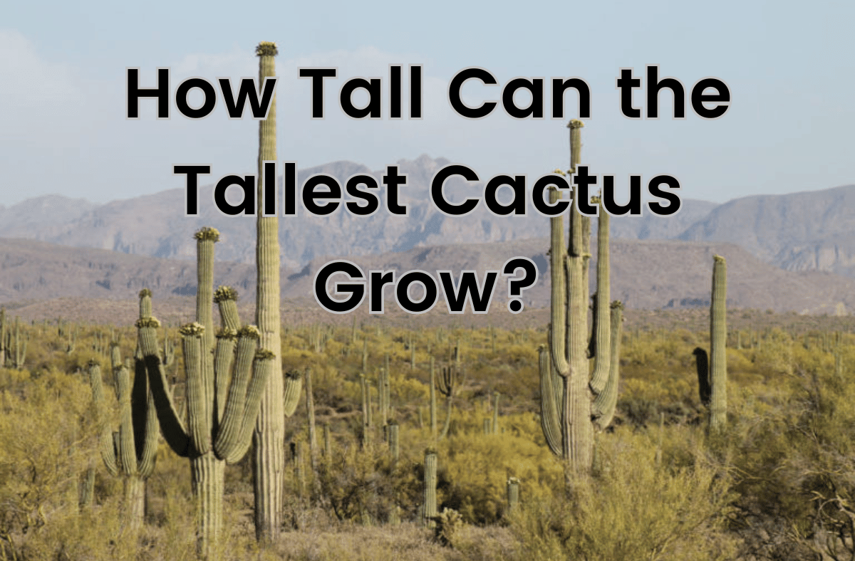 How Tall Can the Tallest Cactus Grow