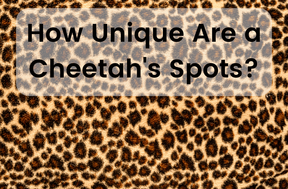 How Unique Are a Cheetah's Spots