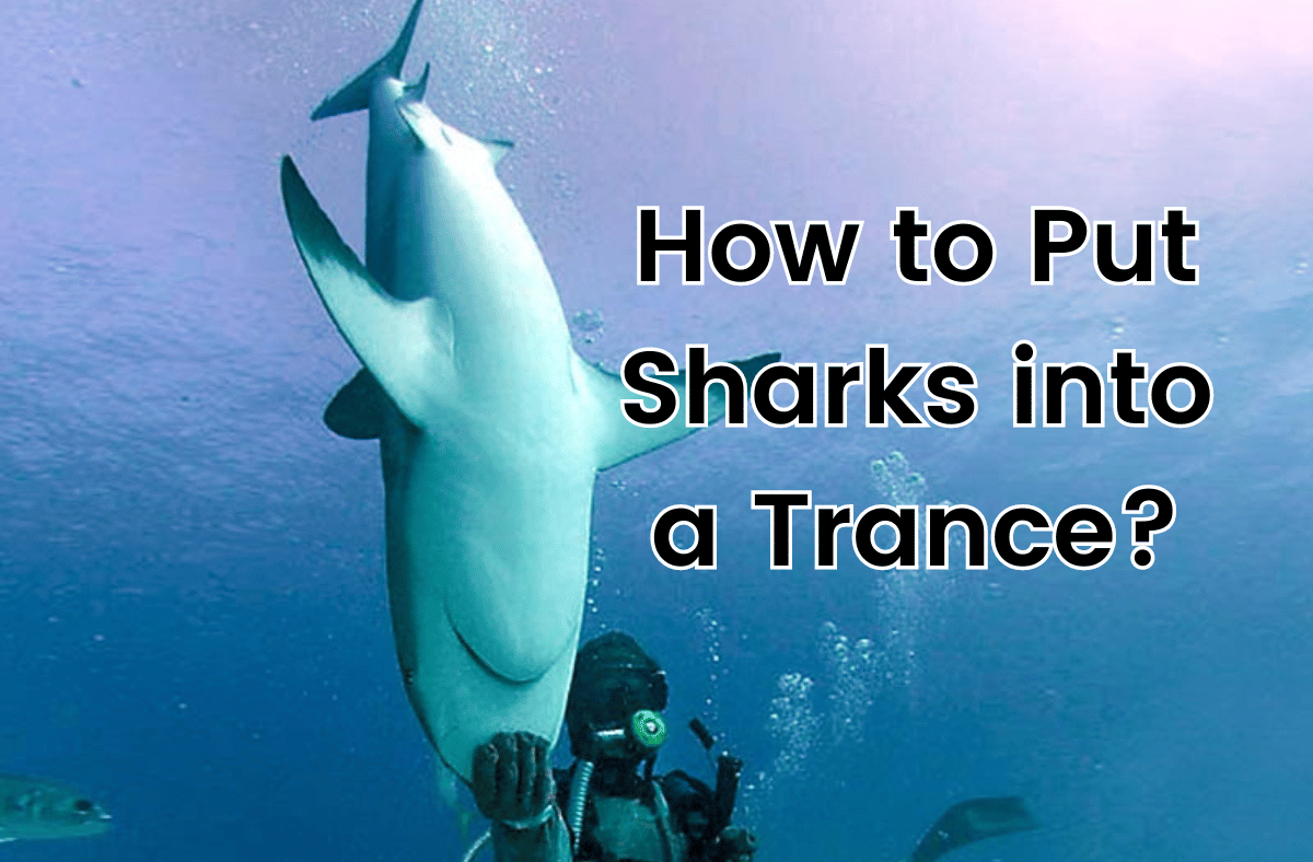 How to Put Sharks into a Trance