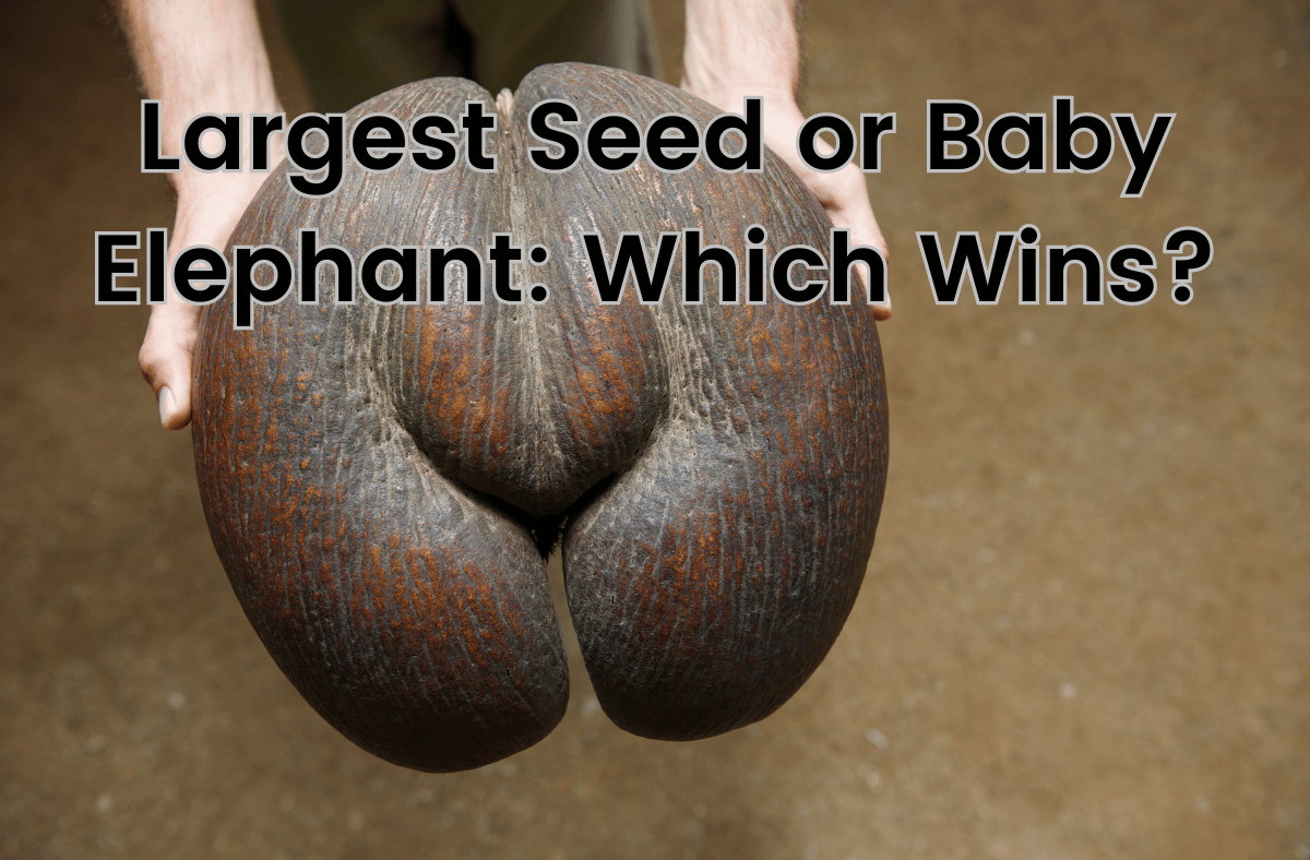 Largest Seed or Baby Elephant Which Wins