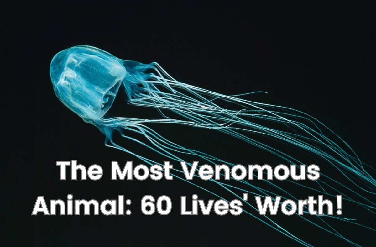 The Most Venomous Animal 60 Lives' Worth!