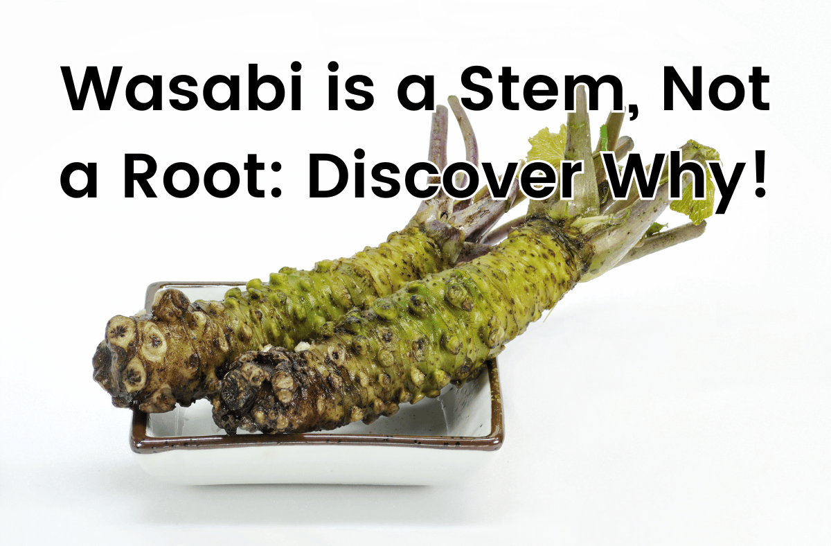 Wasabi is a Stem Not a Root Discover Why!