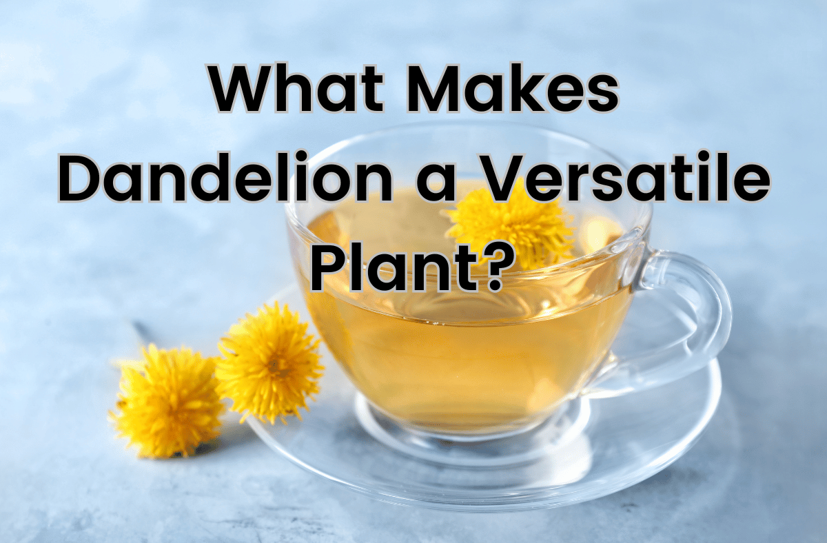 What Makes Dandelion a Versatile Plant