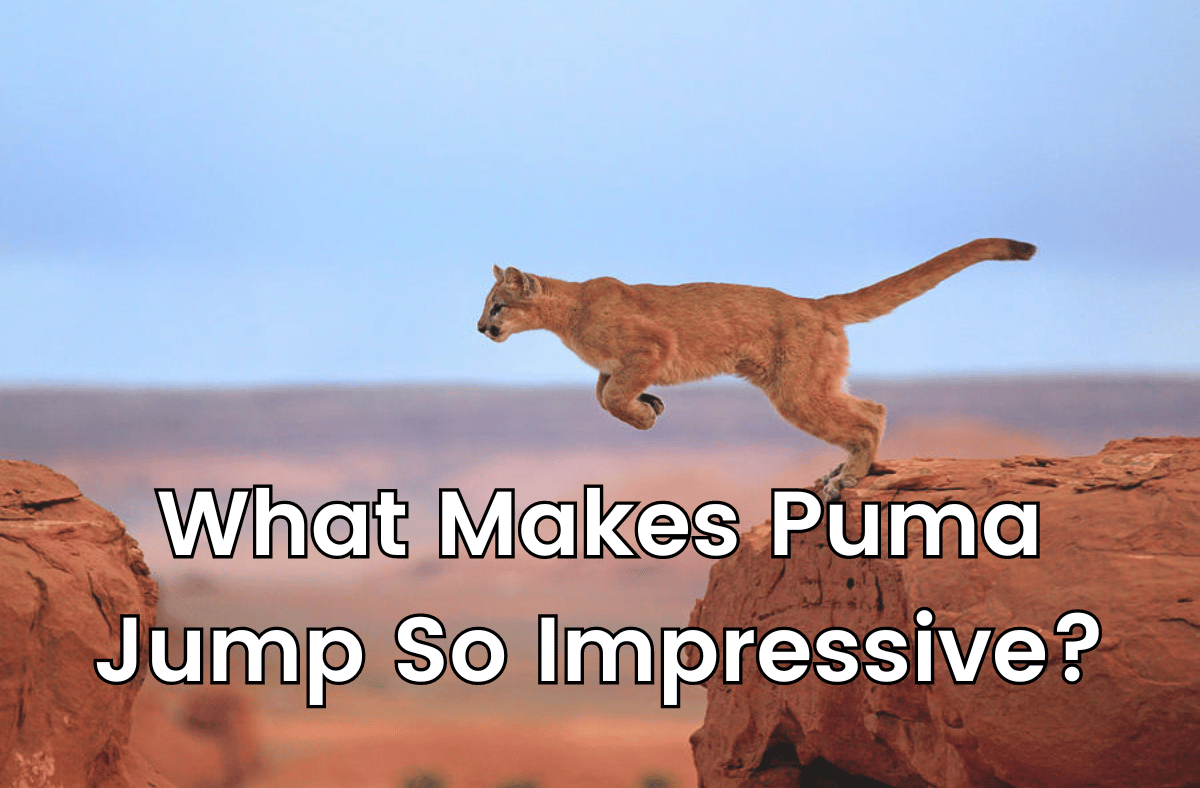 What Makes Puma Jump So Impressive