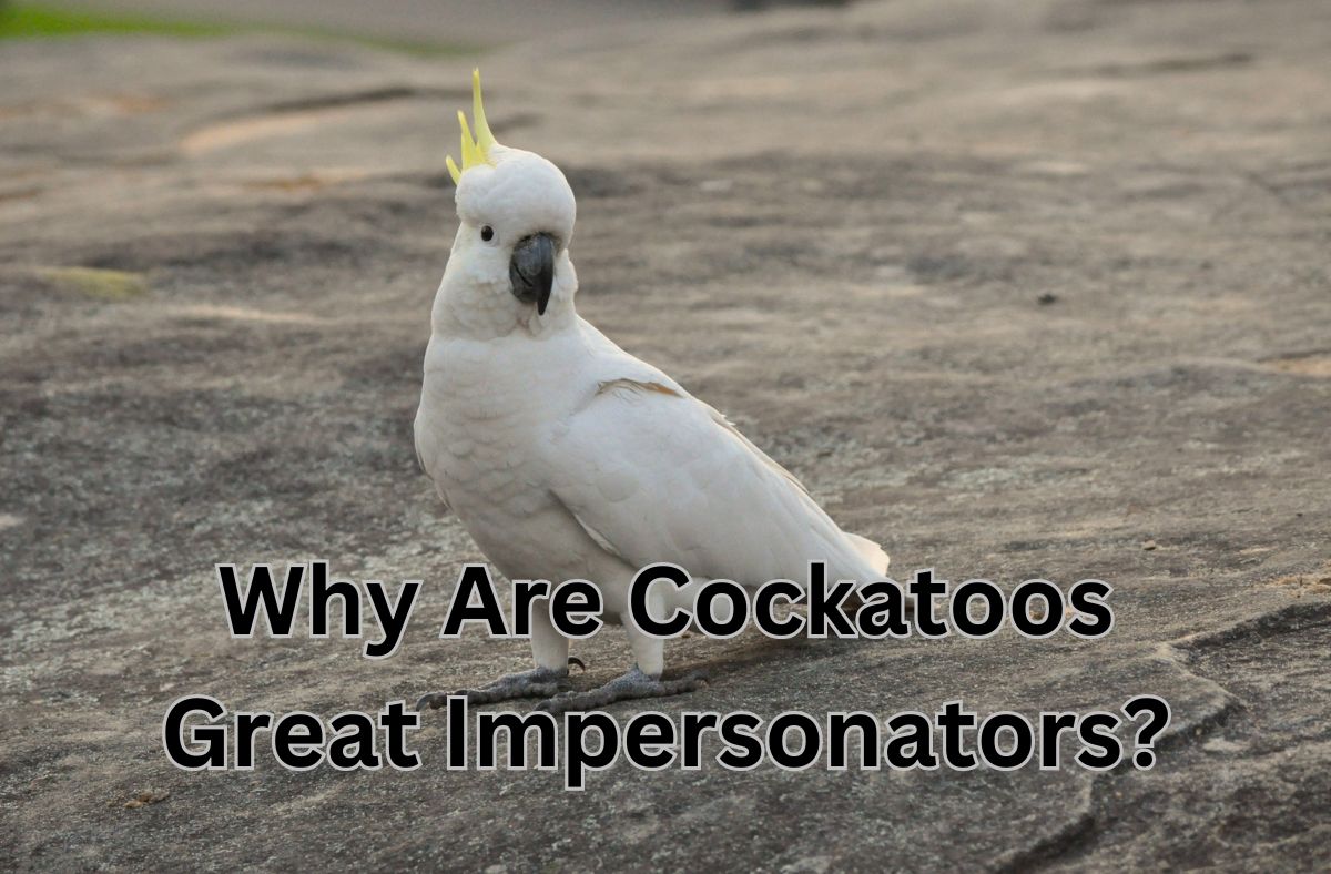 Why Are Cockatoos Great Impersonators