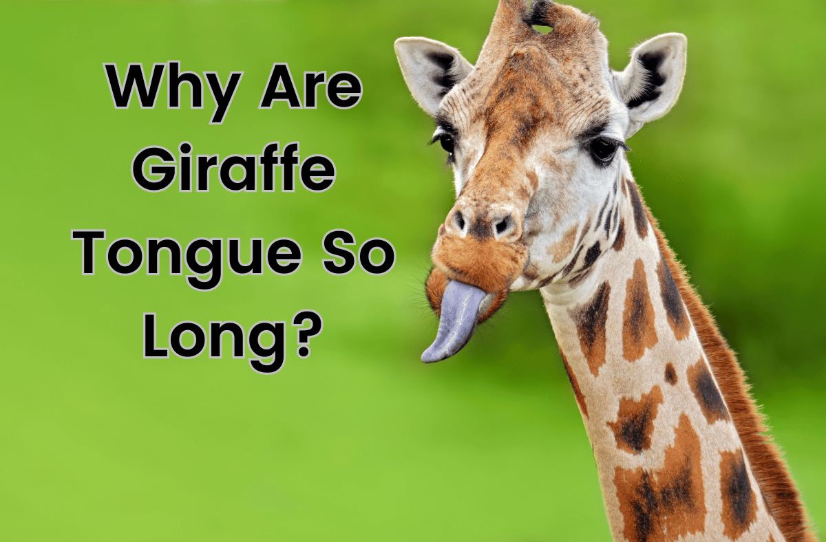 Why Are Giraffe Tongue So Long