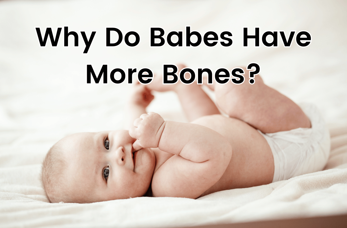 Why Do Babes Have More Bones