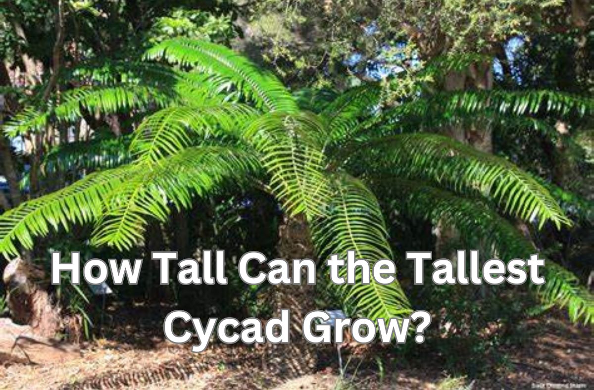 How Tall Can the Tallest Cycad Grow